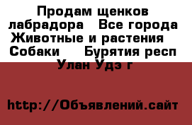 Продам щенков лабрадора - Все города Животные и растения » Собаки   . Бурятия респ.,Улан-Удэ г.